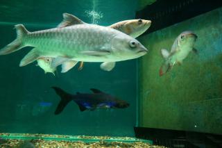 42. [30/08/60] นักศึกษาโปรแกรมวิชาการประถมศึกษา ชั้นปีที่ 4 รหัส 57 ศึกษาดูงานแหล่งเรียนรู้ทางวัฒนธรรม จังหวัดพิษณุโลก